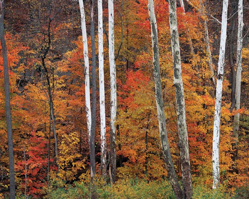 Sycamore and Fall Foliage